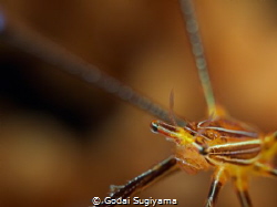 "spider man's eyes." it's spider crab.they have so beutif... by Godai Sugiyama 